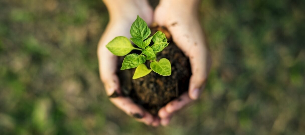 sustainability tips